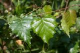 Betula pendula. Часть порослевого побега. Финляндия, муниципалитет Савонлинна, окр. туркомплекса Харьюн Портти, обочина дороги. 14.07.2019.