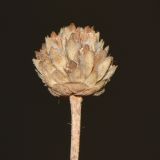 Cephalaria joppensis