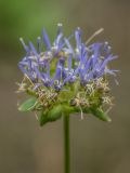 Jasione montana