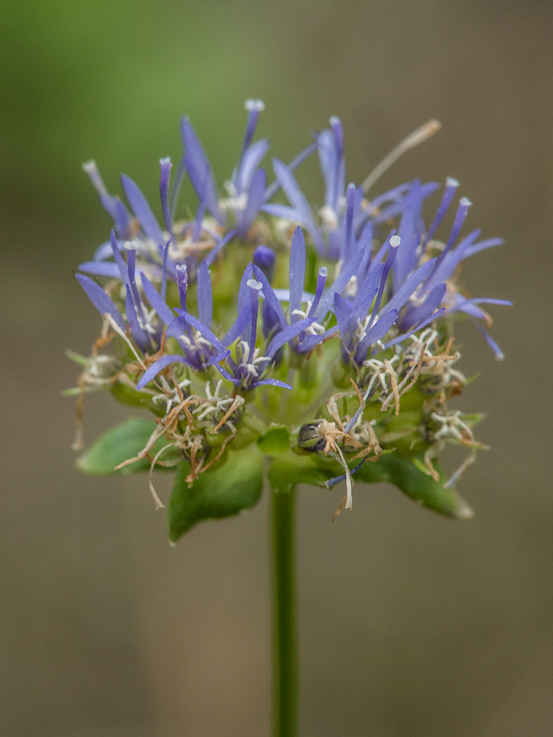 Image of Jasione montana specimen.