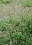 Aconitum barbatum. Цветущие растения. Алтай, Курайская степь, р. Тюте (выс. около 1600 м н.у.м.). 20.07.2010.
