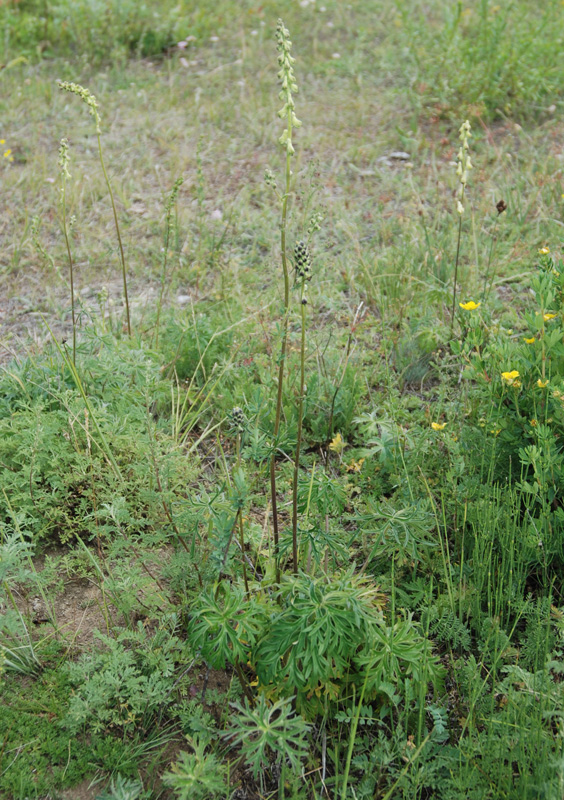 Изображение особи Aconitum barbatum.