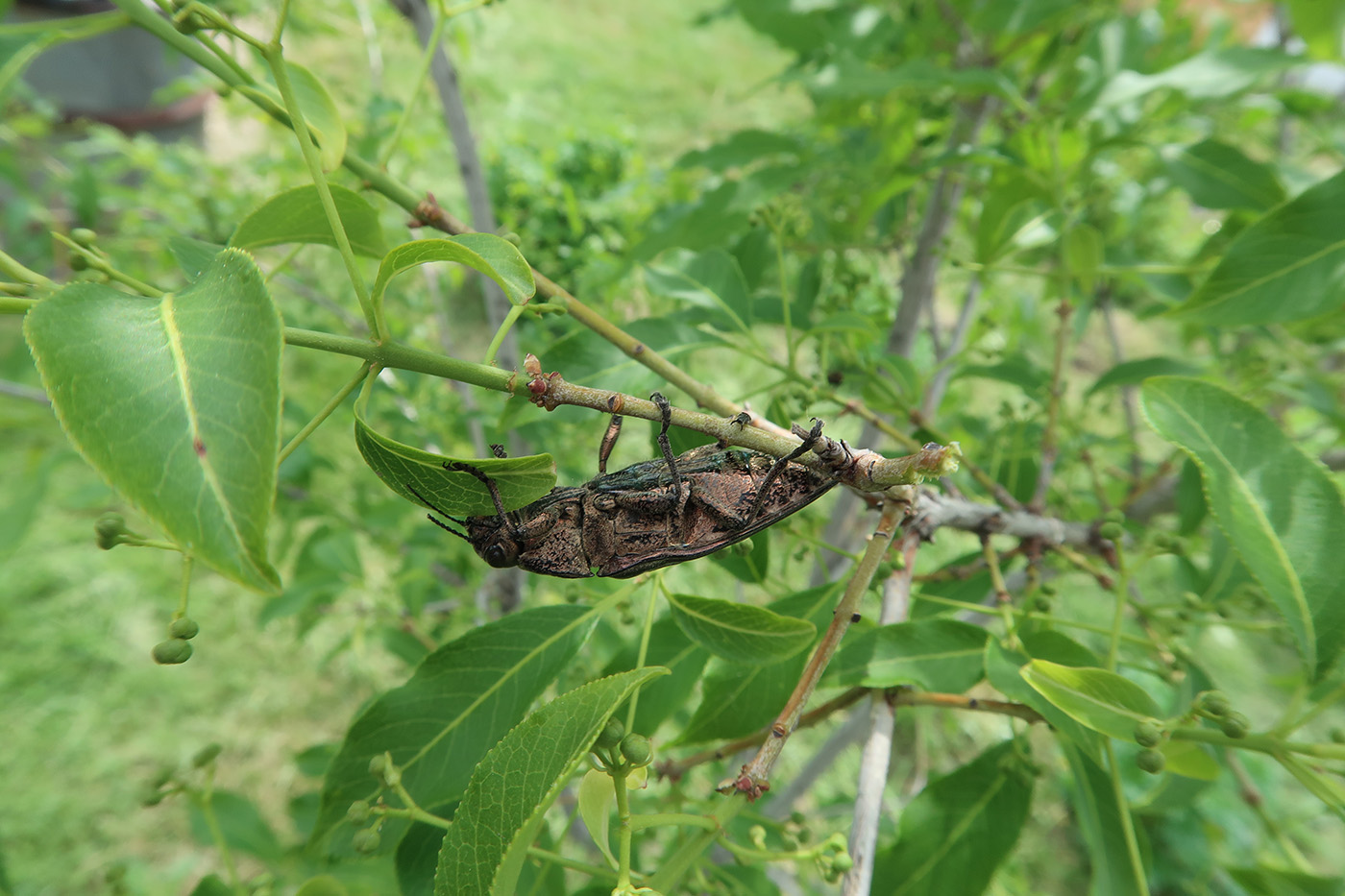 Image of Euonymus maackii specimen.