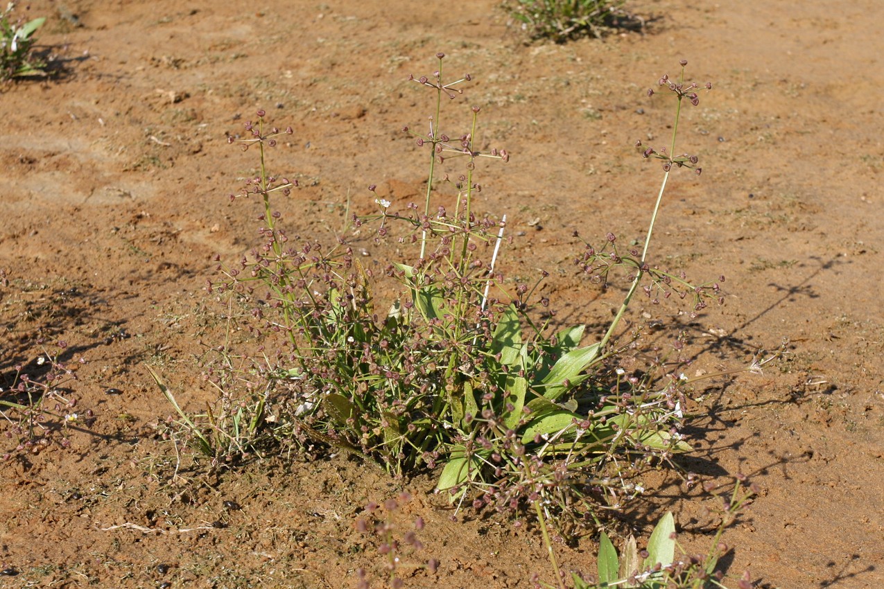 Image of Alisma gramineum specimen.