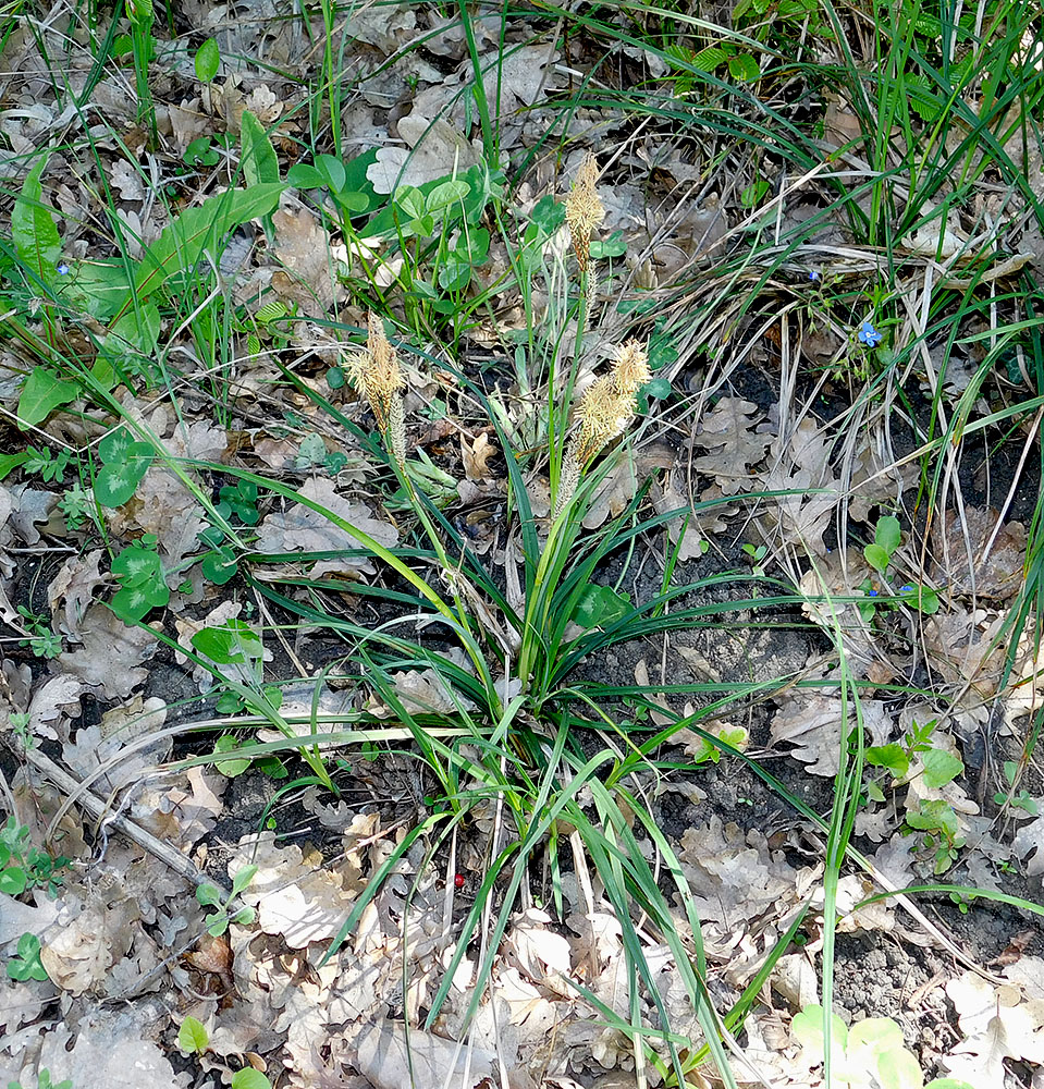 Изображение особи Carex cuspidata.