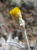 Inula heterolepis