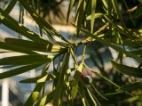 genus Podocarpus