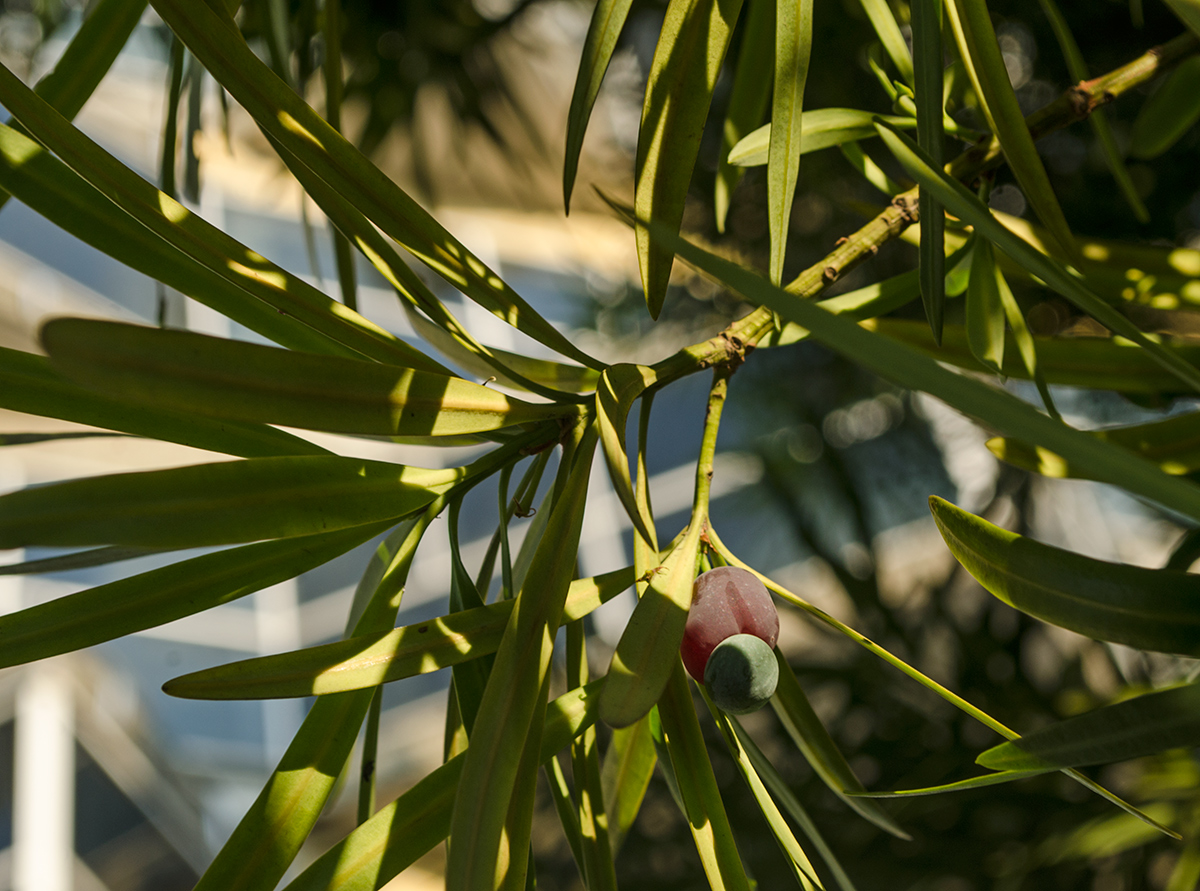 Изображение особи род Podocarpus.