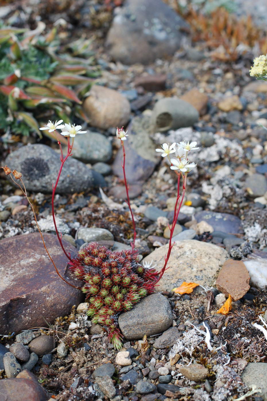 Изображение особи Saxifraga stelleriana.