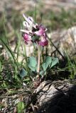 Corydalis ledebouriana. Цветущее растение. Казахстан, Туркестанская обл., окр. с. Жабаглы, ≈ 1300 м н.у.м., на каменистом склоне. 30 марта 2020 г.