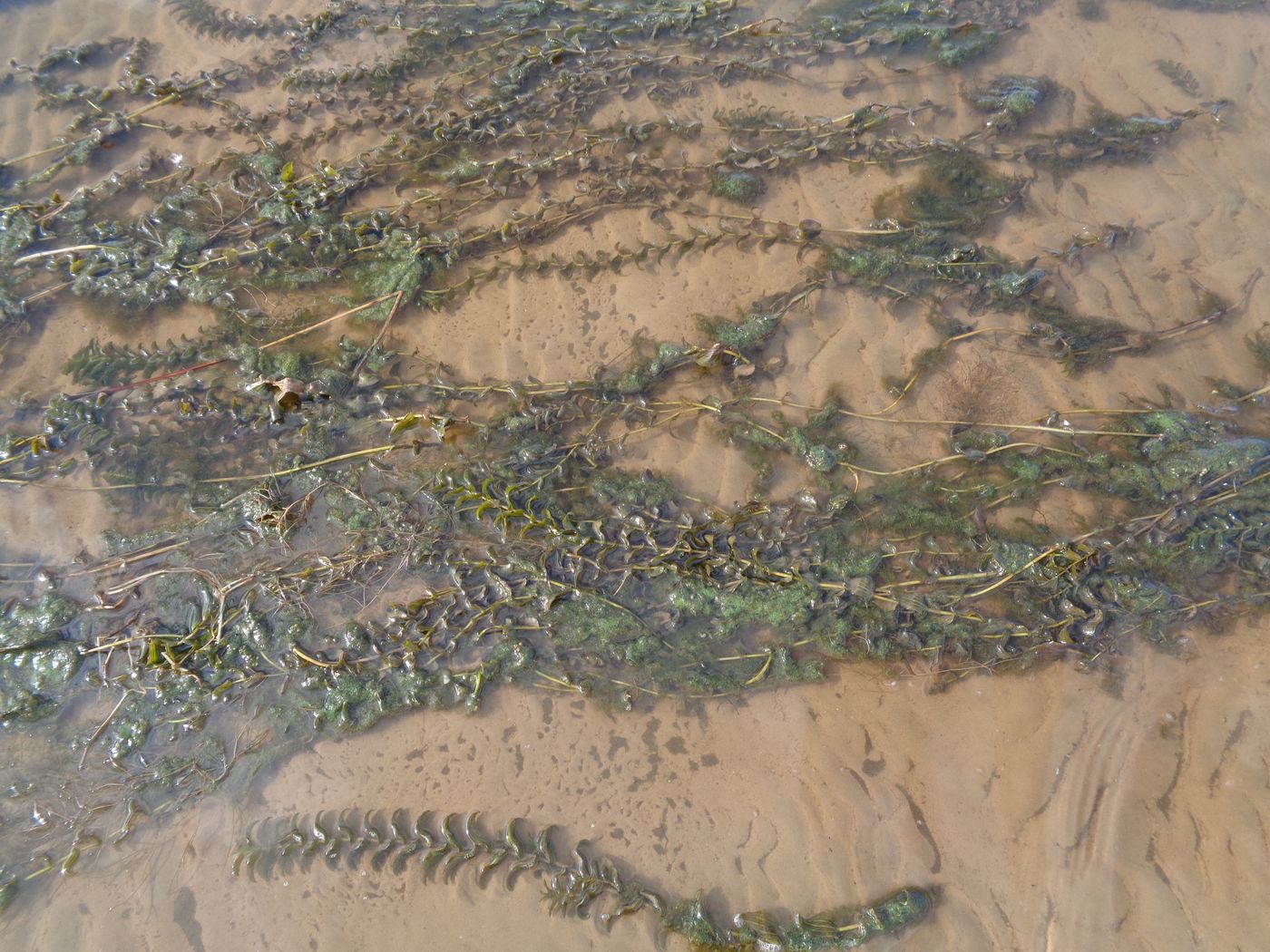 Image of Potamogeton perfoliatus specimen.