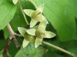 Philadelphus tenuifolius. Плоды. Приморский край, Владивостокский ГО, Ботанический сад. 24.08.2019.