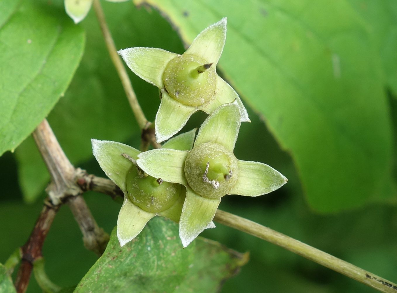 Изображение особи Philadelphus tenuifolius.