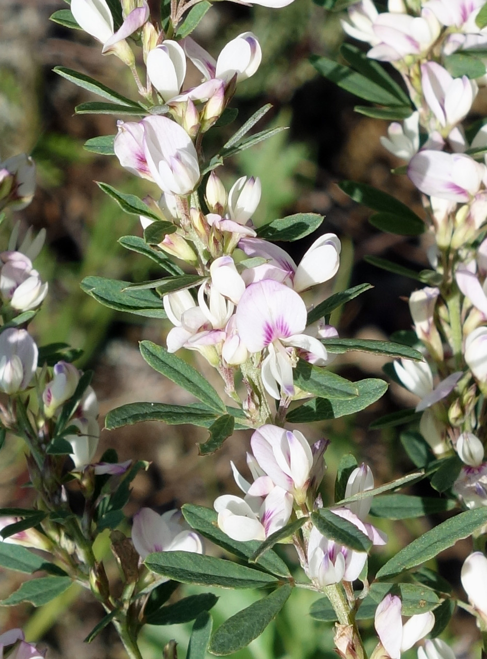 Изображение особи Lespedeza juncea.