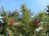 Pseudotsuga menziesii. Верхняя часть ветви с микро- и макростробилами. Беларусь, г. Минск, парк Грековой, декоративное озеленение. 03.05.2020.