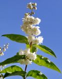 Deutzia scabra variety candidissima