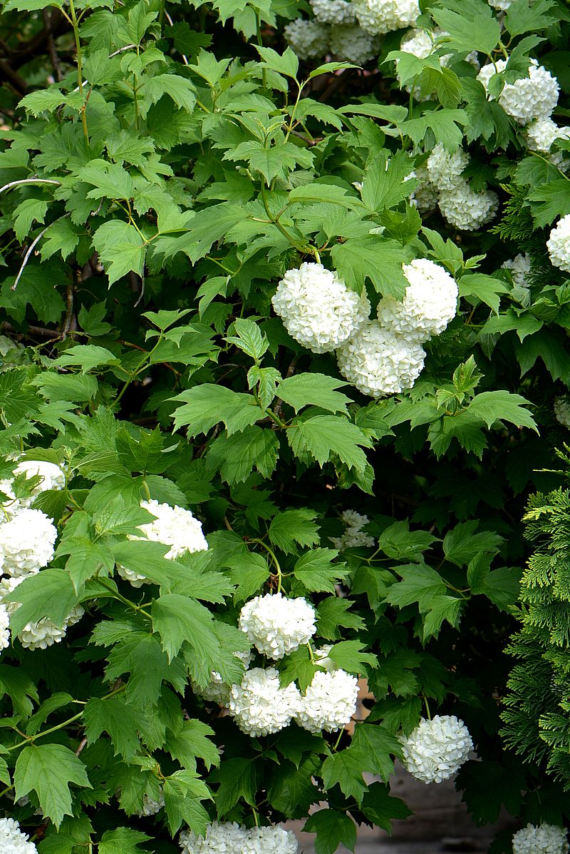 Image of Viburnum opulus f. roseum specimen.