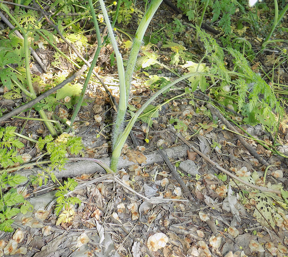 Изображение особи Chaerophyllum bulbosum.