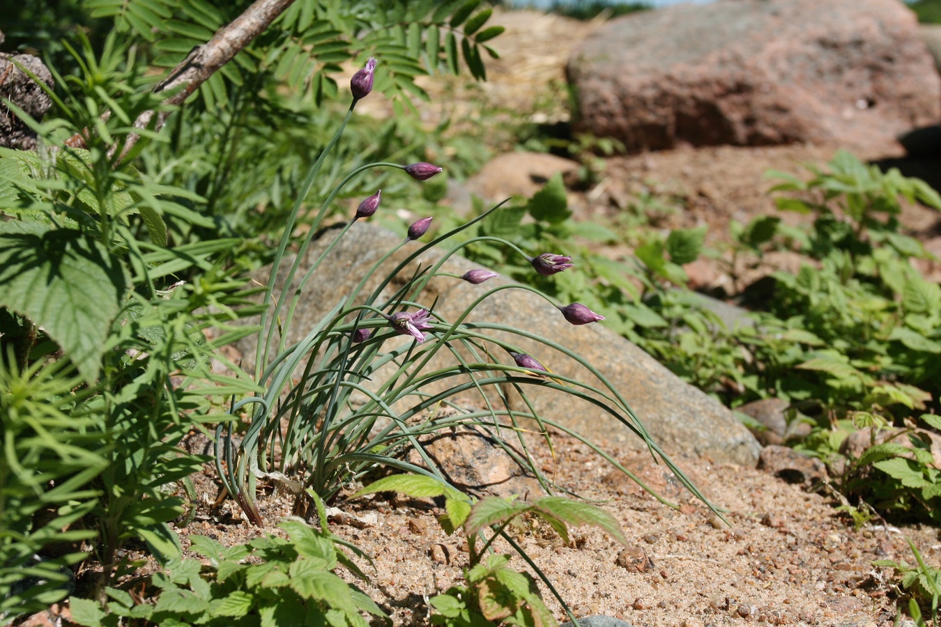 Изображение особи Allium schoenoprasum.