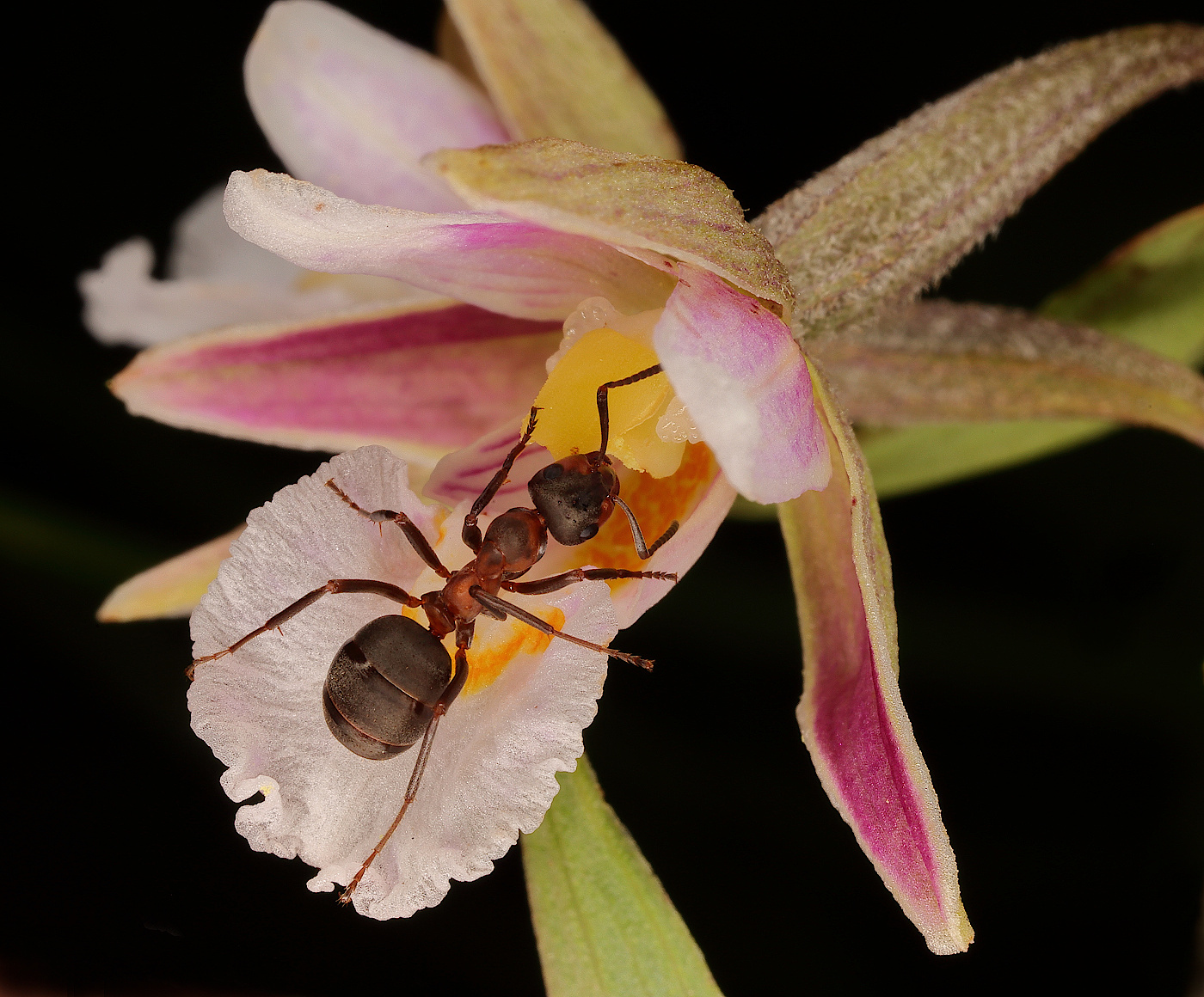 Изображение особи Epipactis palustris.