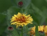 Calendula officinalis