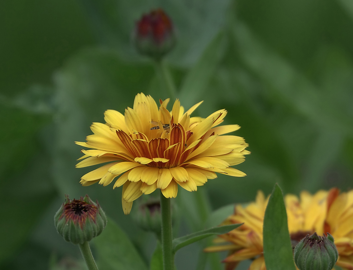 Image of Calendula officinalis specimen.