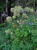 Archangelica officinalis