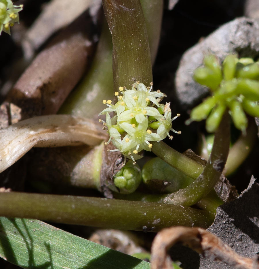 Изображение особи Hydrocotyle ranunculoides.