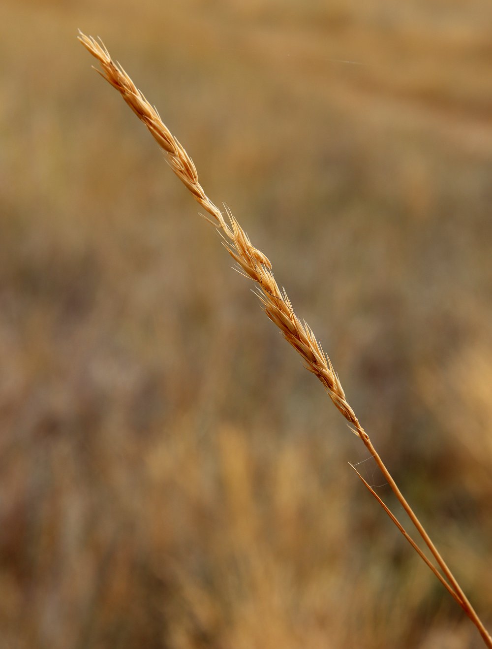 Изображение особи Psathyrostachys juncea.