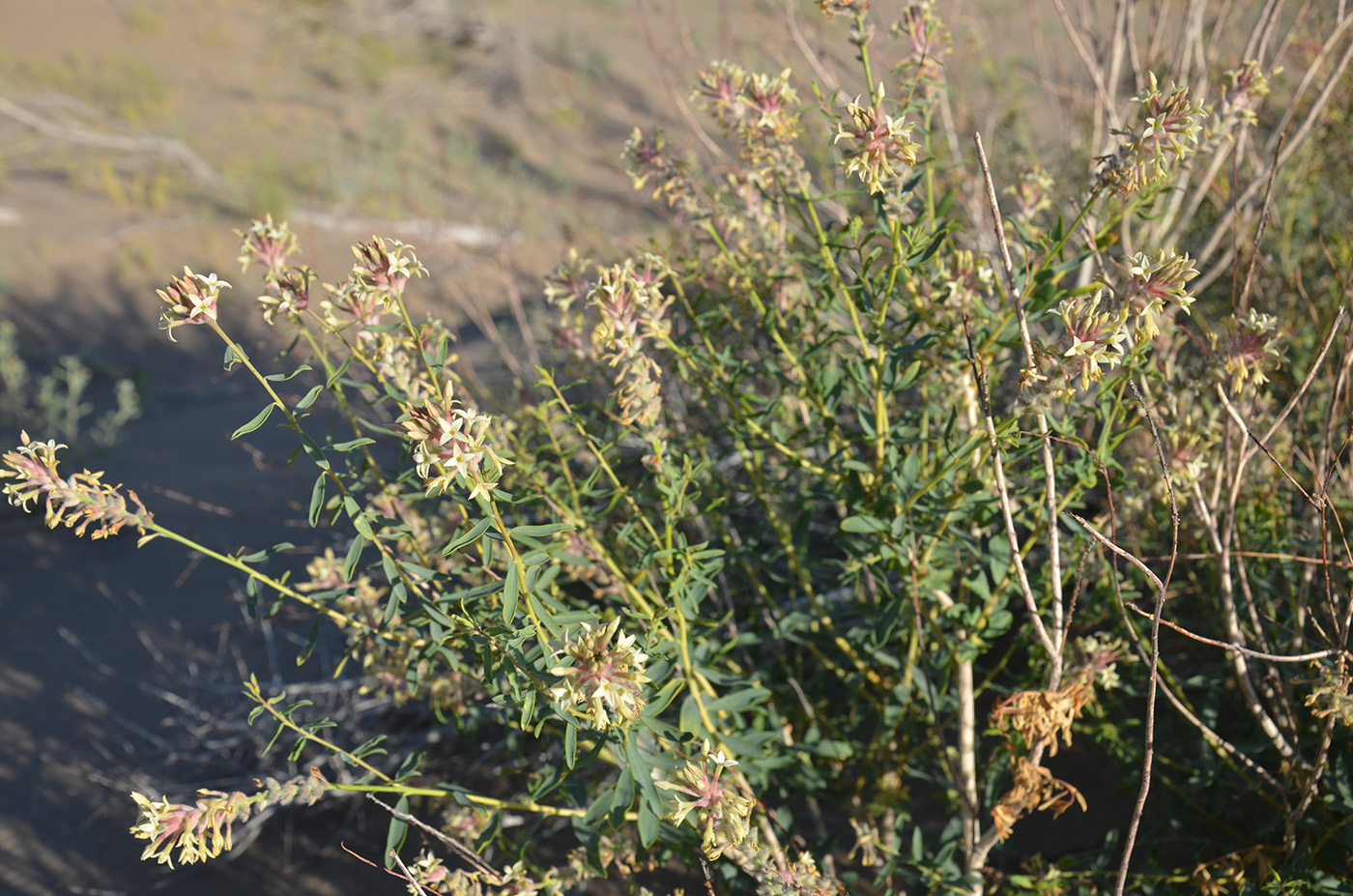 Image of Dendrostellera ammodendron specimen.