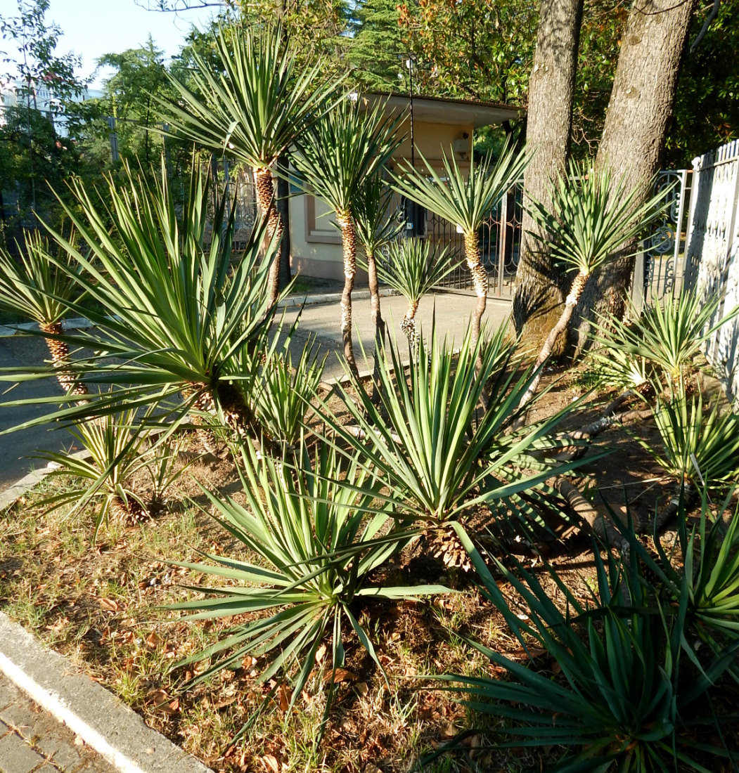 Изображение особи Yucca gloriosa.