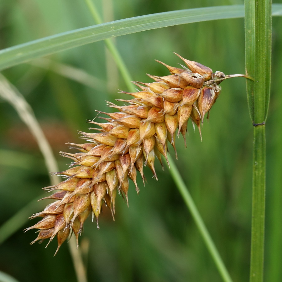 Изображение особи Carex vesicaria.