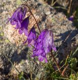 род Campanula