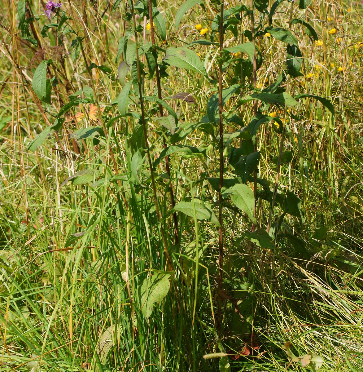 Изображение особи Centaurea phrygia.