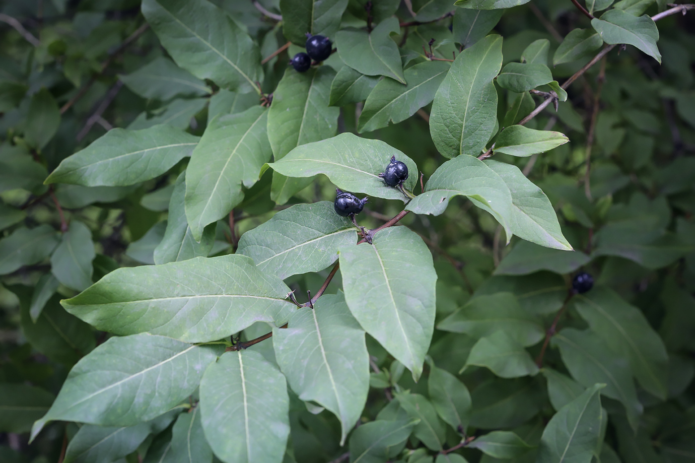 Image of Lonicera orientalis specimen.