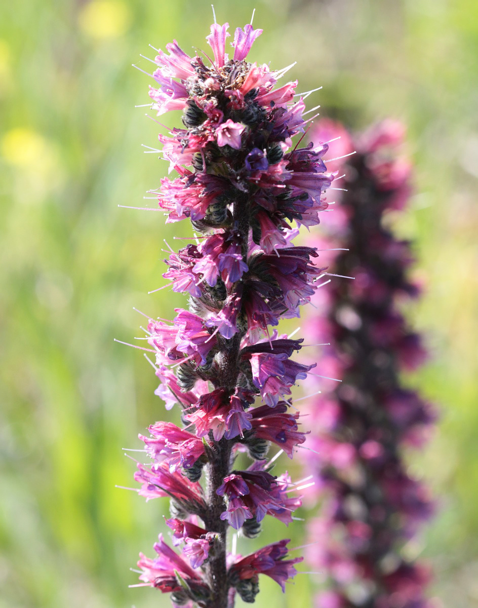 Image of Echium russicum specimen.