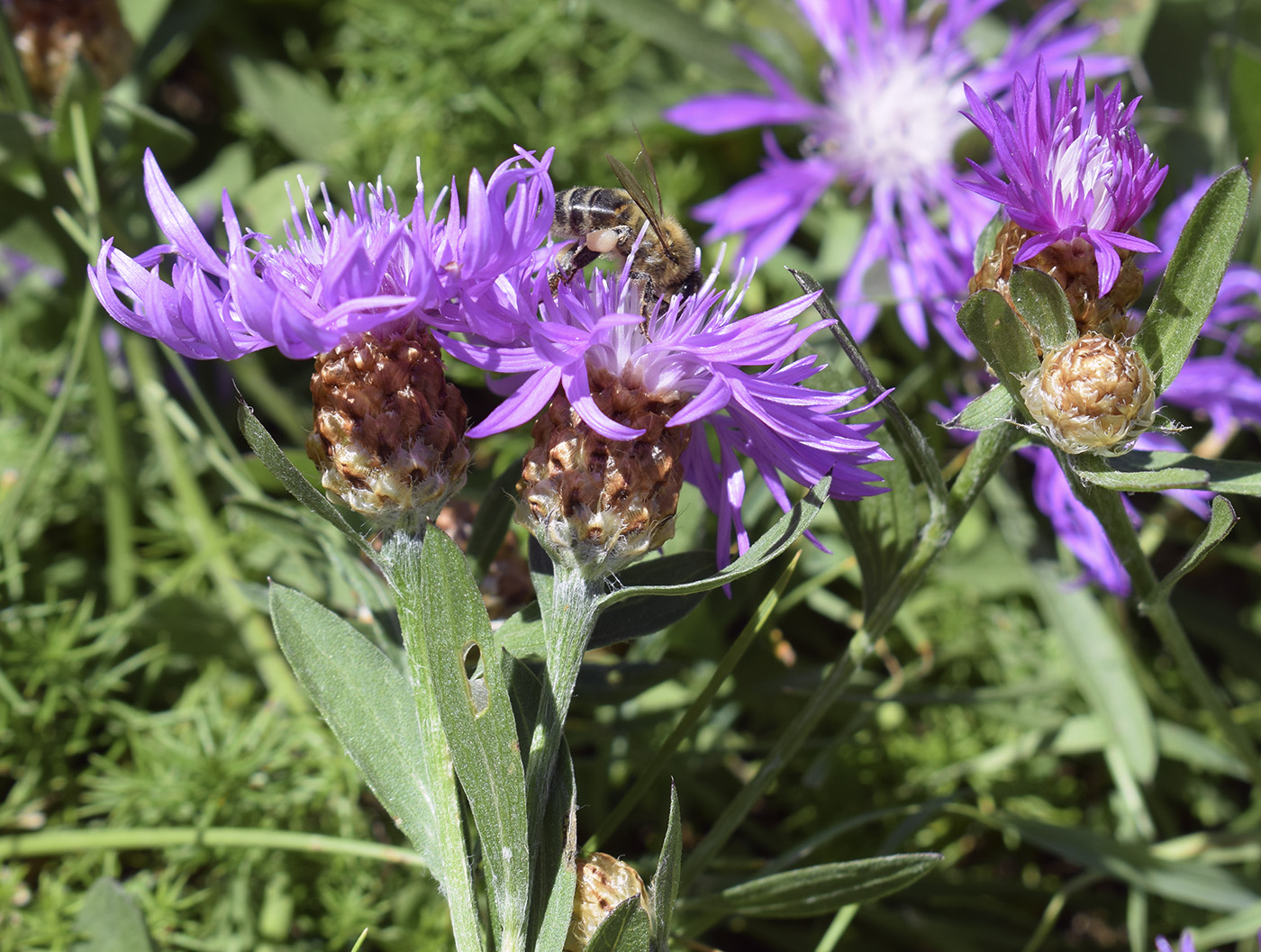 Image of Centaurea jacea ssp. vinyalsii specimen.