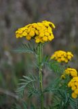 Tanacetum vulgare. Верхушка побега с соцветием. Челябинская обл., Катав-Ивановский р-н, долина р. Тюлюк, у дороги. 19.07.2020.