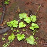 Plantago palmata