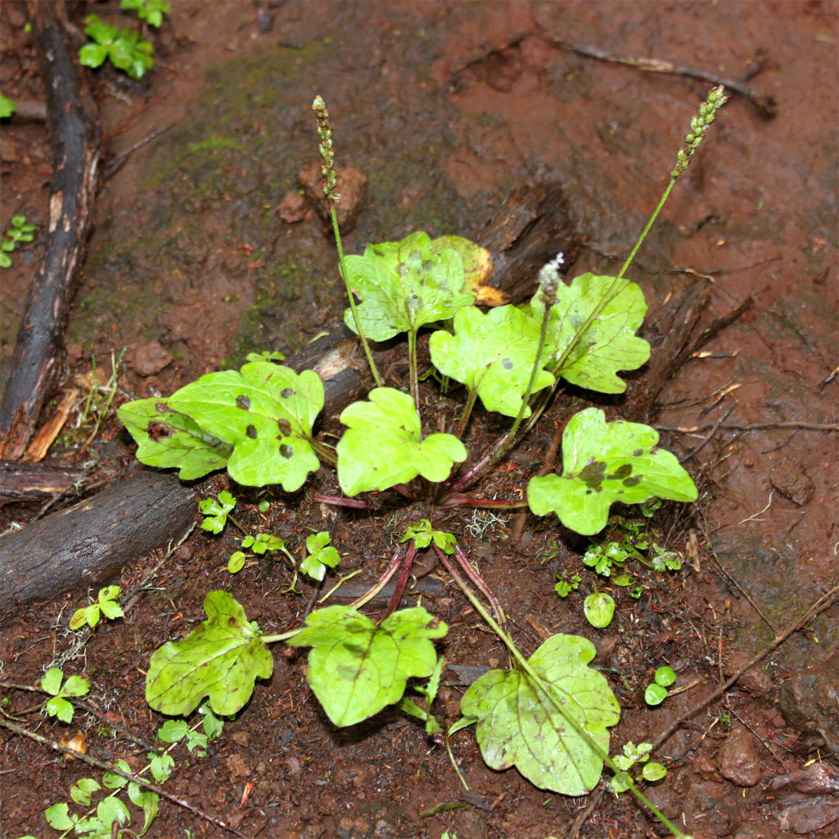 Изображение особи Plantago palmata.