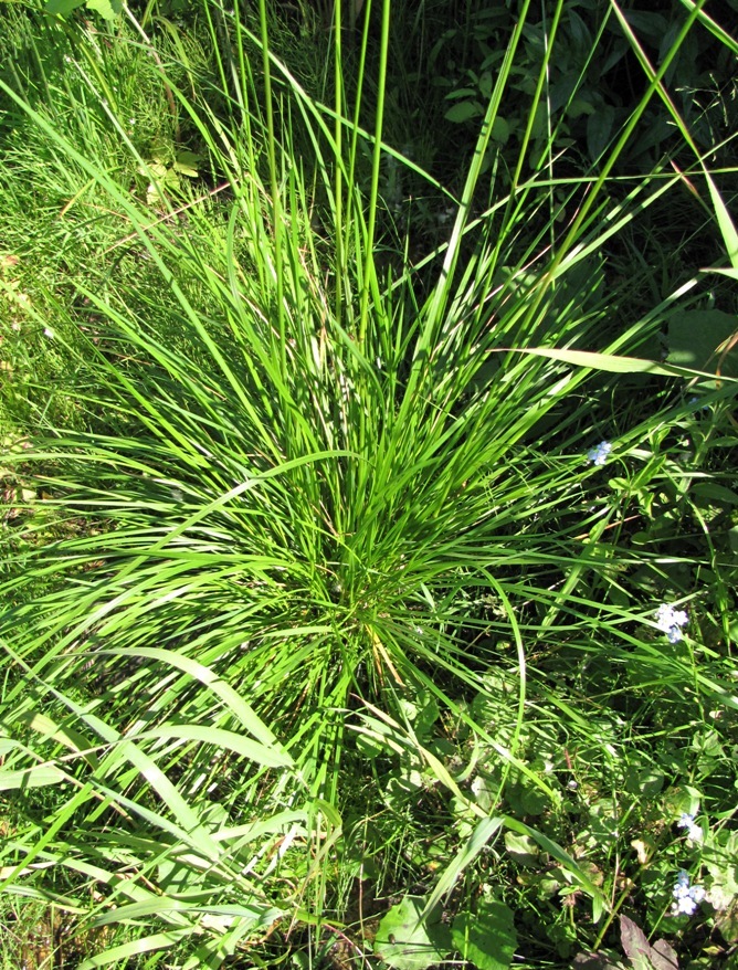 Image of Deschampsia cespitosa specimen.