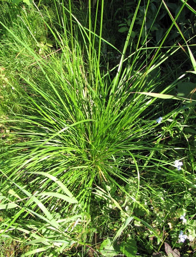 Изображение особи Deschampsia cespitosa.