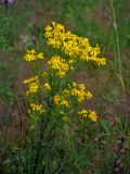 Senecio jacobaea. Верхушка цветущего растения. Тверская обл., Кашинский гор. округ, долина р. Медведица, луг. 12.07.2020.