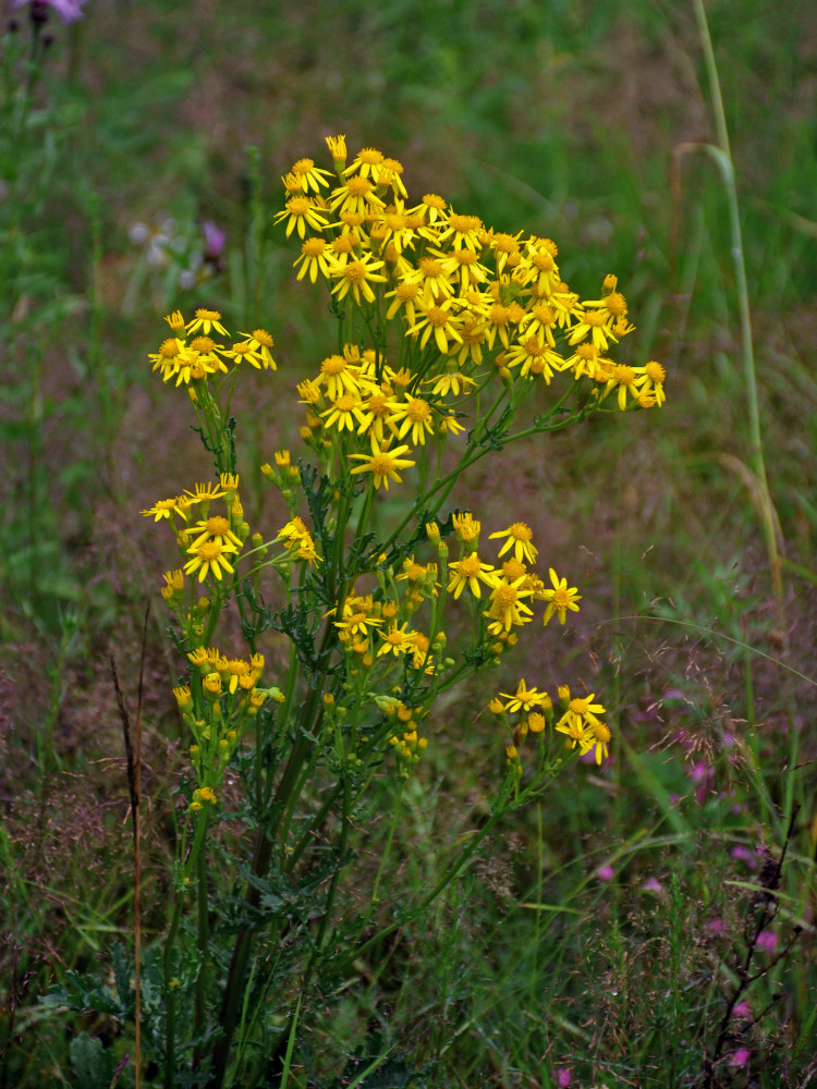 Изображение особи Senecio jacobaea.