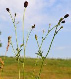 Sanguisorba officinalis. Верхушка растения с соцветиями. Тульская обл., Плавский р-н, окр. пос. Молочные Дворы, балка, суходольный луг. 27.05.2013.