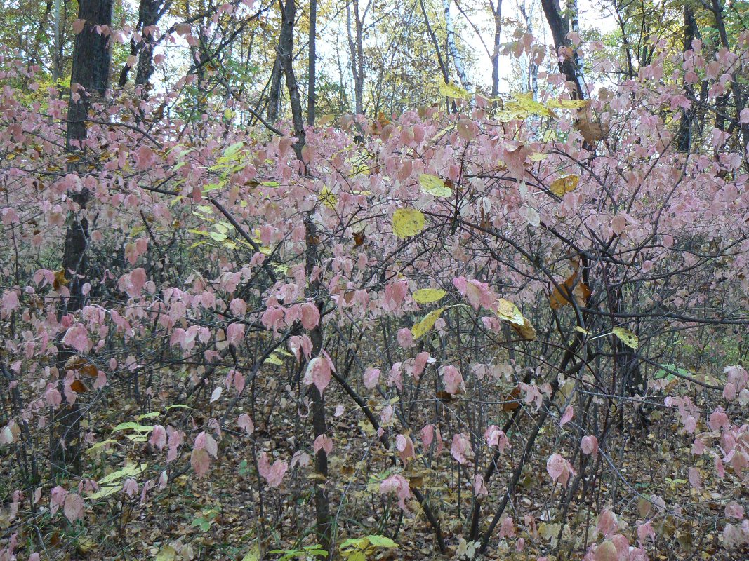 Image of Euonymus pauciflorus specimen.