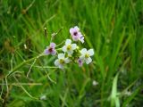 Nasturtium officinale