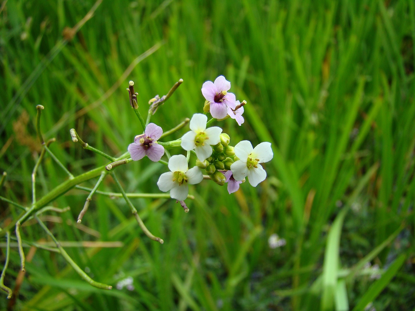 Изображение особи Nasturtium officinale.