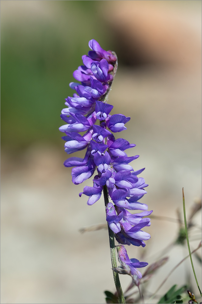 Image of Vicia cracca specimen.