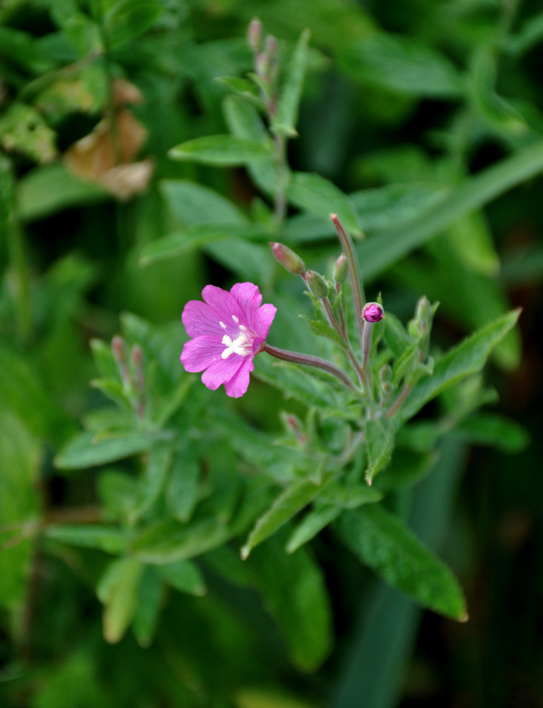 Image of Epilobium hirsutum specimen.